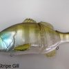 blue stipe